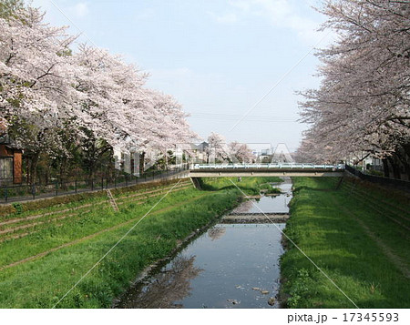 桜が咲く春の野川(調布市・一の橋付近) 桜が咲く春の野川(調布市・一の橋付近) 17345593