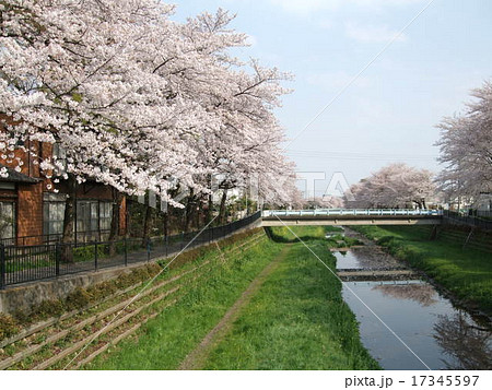 桜が咲く春の野川 調布市 一の橋付近 の写真素材