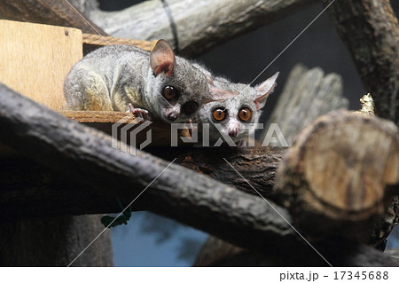 ショウガラゴの写真素材