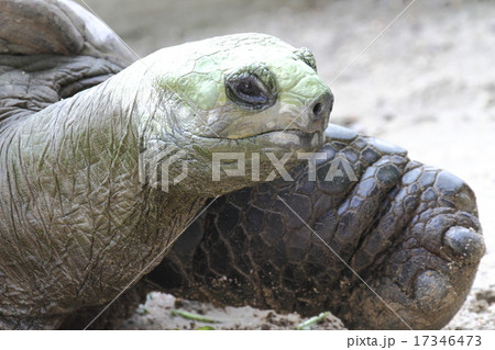 絶滅危惧種　ゾウガメ 17346473