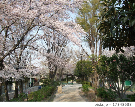 桜が咲く春の玉川上水第二公園の写真素材