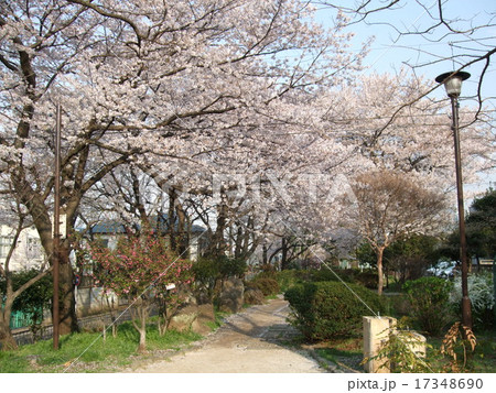 桜が咲く春の玉川上水第二公園の写真素材