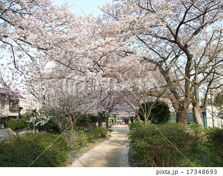 桜が咲く春の玉川上水第二公園 桜が咲く春の玉川上水第二公園 17348693