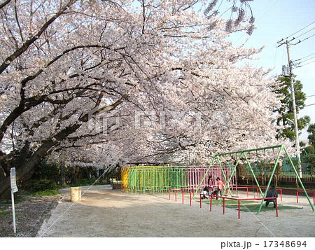 桜が咲く春の玉川上水第二公園の写真素材