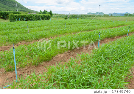 Water spinach plantation Water spinach plantation 17349740