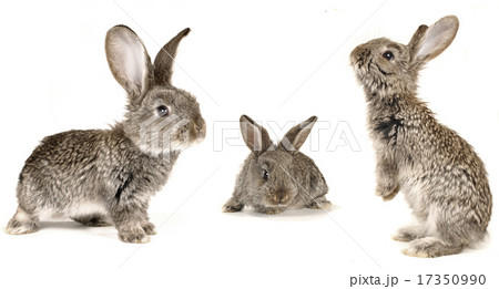 grey rabbit grey rabbit 17350990