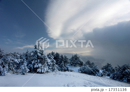 forest forest 17351136
