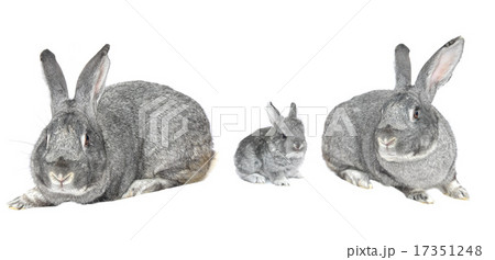 grey big rabbit grey big rabbit 17351248