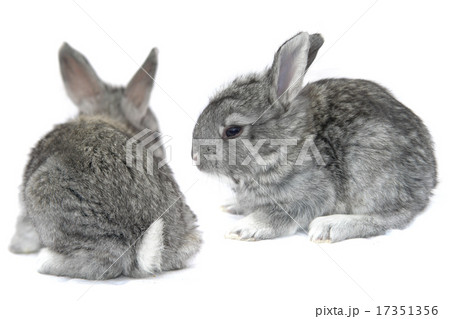 grey small rabbit 17351356