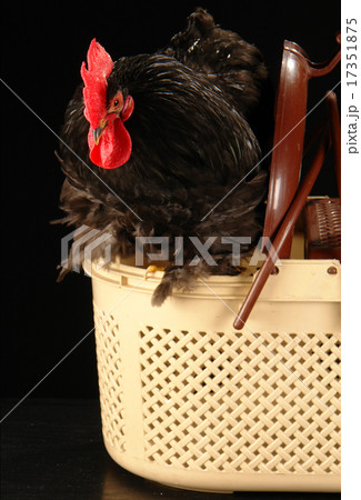 cock 17351875