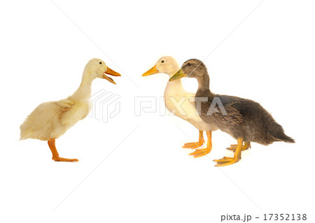 ducks 17352138