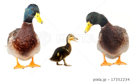 ducks ducks 17352234
