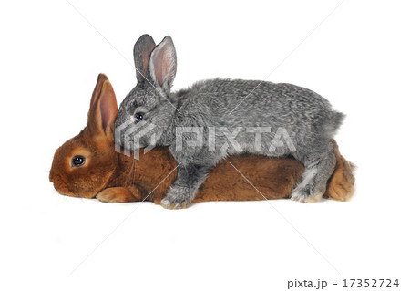 Two rabbits Two rabbits 17352724