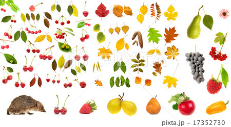 Isolated a hedgehog and fruit Isolated a hedgehog and fruit 17352730