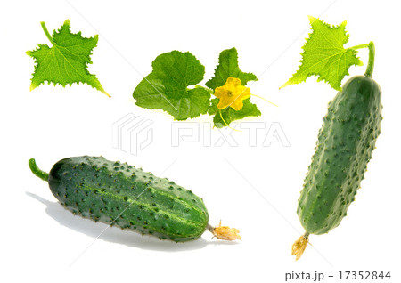 Cucumber 17352844