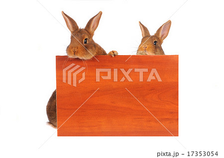 Rabbit Rabbit 17353054