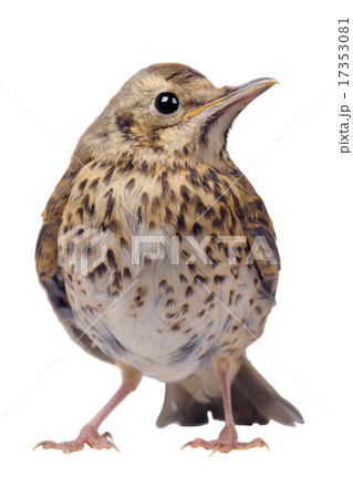 song thrush song thrush 17353081