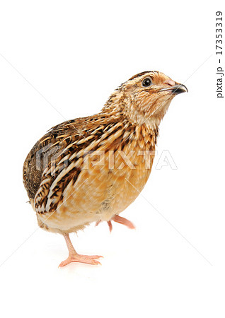 quail quail 17353319