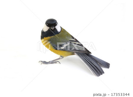 titmouse titmouse 17353344