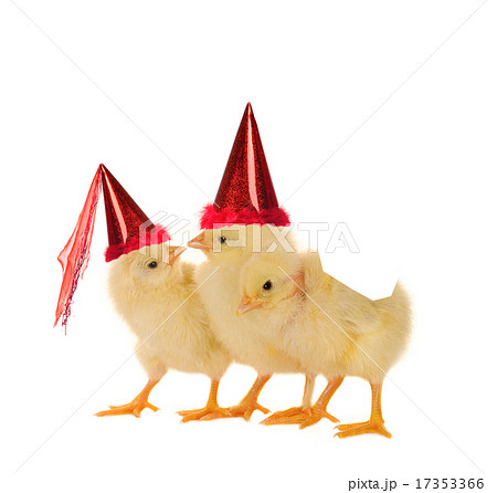 chicks chicks 17353366