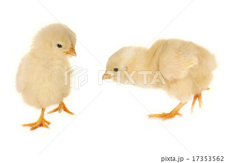 chick 17353562