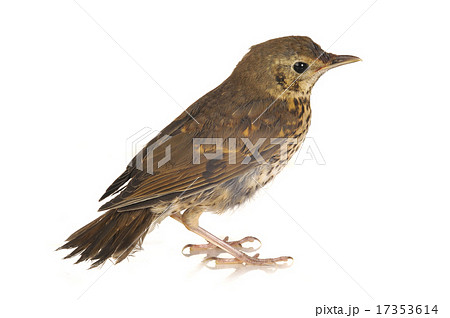 song thrush song thrush 17353614