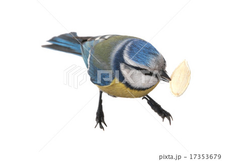 caeruleus titmouse caeruleus titmouse 17353679