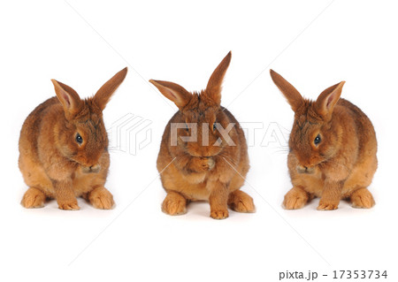 Brown Rabbits 17353734