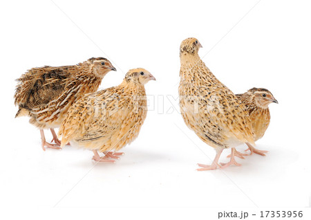 quail 17353956