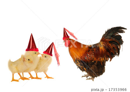 chicks chicks 17353966
