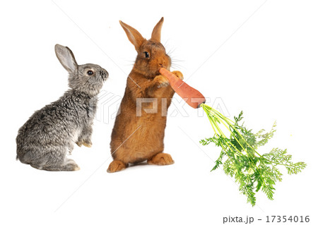 rabbit rabbit 17354016