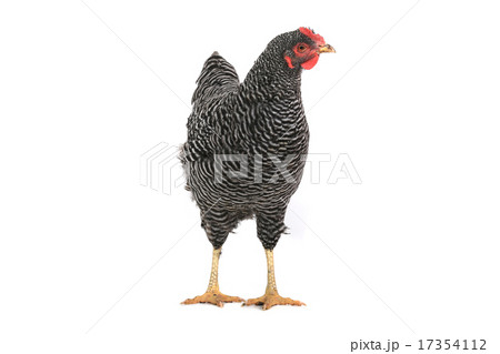 grey hen grey hen 17354112
