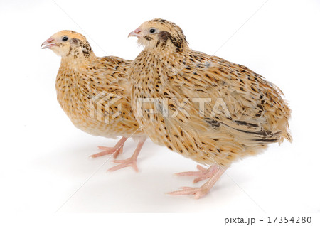 quail 17354280
