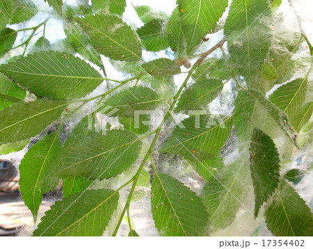 Poplar 17354402