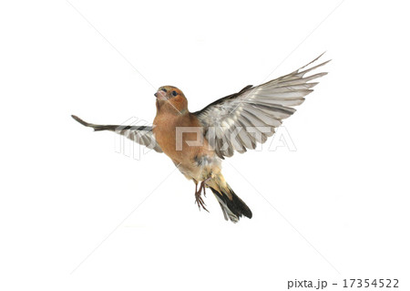 chaffinch 17354522