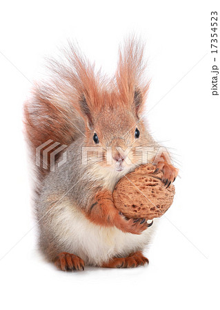 squirrel 17354523