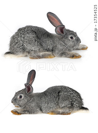grey rabbit 17354525