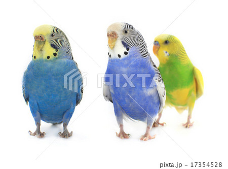 budgie budgie 17354528