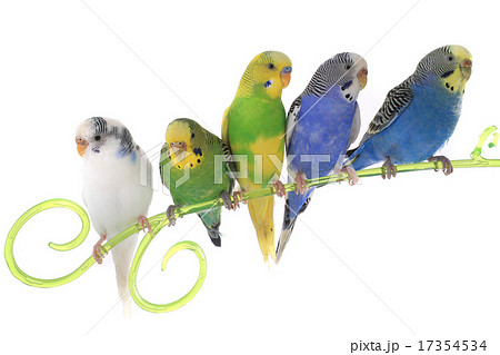 budgie budgie 17354534