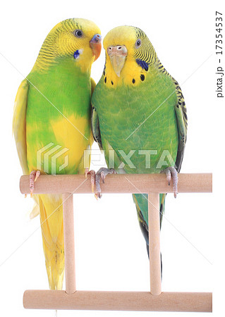 budgie budgie 17354537
