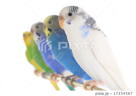 budgie budgie 17354567