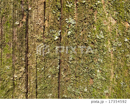 texture 17354592