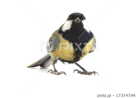 titmouse 17354596