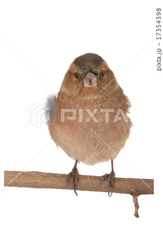 chaffinch 17354598