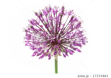 Purple alium onion Purple alium onion 17354864