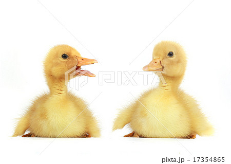 duck duck 17354865