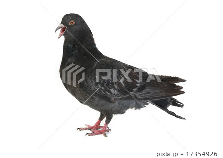 dove dove 17354926