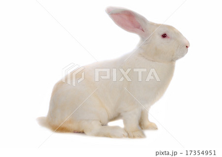 rabbit 17354951