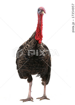 Turkey Turkey 17354957