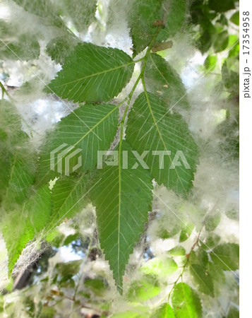 Poplar Poplar 17354958